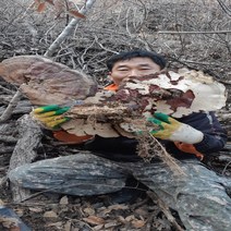 야생자연산영지버섯절편300g