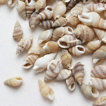 바보사랑 자연조개껍질 줄무늬소라100g.도토리클래스