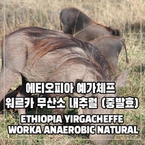 (커피생두) 235 에티오피아 예가체프 워르카 무산소 내추럴 500g