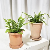 청년농부 미니 보스턴고사리 완제분 공기정화식물 음이온식물 실내식물 미니식물 반려식물, 기본포트 (모종만)