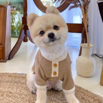 데댕 개오다노 골지 기본티, 브라운
