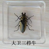 조각품 곤충 표본 나비 진짜 잠자리 사마귀 스페이드 갑옷 투명 상자 홈 액세서리, 19 20