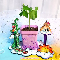 교과서에 나오는 강낭콩키우기키트 잭과 콩나무 관찰일지 포함