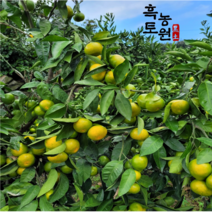 [흑토농원] 제주 햇 노지 조생 타이벡 감귤 밀감 4.5kg/9kg, 노지 조생감귤, 4.5kg 중대과(L~2L)