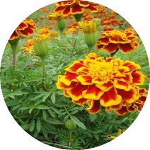 메리골드 6포트 꽃모종 봄화단