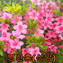 영산홍(석암) 키30cm개화주 10그루 나무 묘목 꽃나무 과일나무 유실수 조경수 관목