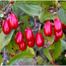 묘목/모종 산수유 R5cm RR111