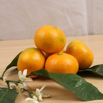 산지직송 제주 못난이 하우스 감귤 5kg 사이즈 랜덤 제주연가, 1개