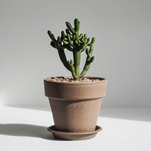연필선인장, 연필 선인장 (기본 플라스틱 포트)