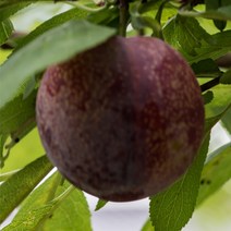 [충북농원] 피자두 자두 나무 묘목 - 접목1년생중묘, 단품