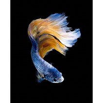 돈들어오는보석십자수 비단잉어 자손번창 재물증가 황금 부귀잉어 동물 풍수지리 아트부귀도 큐빅가득그림 집들이 개업선물용 새로운 취미생활 현관 비즈 큐빅 DIY키트 액자없음, 도안선택01-부귀잉어, 80*100