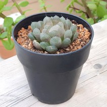 후박 하월시아 다육 선인장