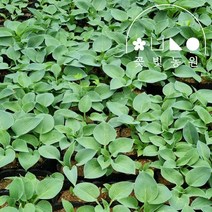 꽃빛농원 호스타 5종 4치포트, 5. 블루문