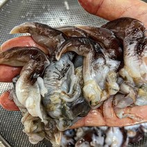 [열혈푸드] 산지직송 완벽손질 최상급 정품 새조개, 1kg (손질 전 5kg)