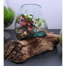 테라리움 이끼아띠(완제품) 루트글라스(나무+유리15cm+식물)-픽업상품 플랜테리어 공간장식 실내공기정화 반려식물 단체선물 클래스문의
