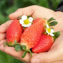 [당일수확] 설향딸기 킹스베리 딸기 왕 대왕 논산 제철 산지직송 선물포장 GAP 인증 설향 / (난좌30구)