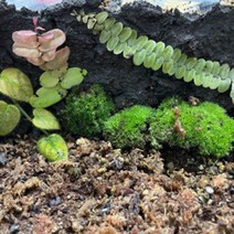 비바리움 붙이는 흙 생명토 석부작 목부작 테라리움 팔루다리움 꾸미기, 1kg, 1개
