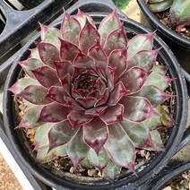 [올식스] 커피바위솔, 1개