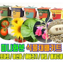 식물 재배 키트 바질 키우기 씨앗 화분 토마토 메세지콩 봉선화 해바라기 종이화분세트, 미니화분 해바라기