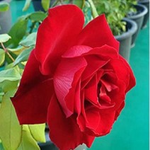 착한가격 나무생각 / 사계 명품 유럽 땅장미 / 루이지메이앙, 주