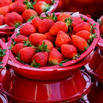 [삼시세끼연구소] 고당도 프리미엄 생 딸기 논산 상큼한 설향딸기 500g 1kg 새벽경매 산지직송, 2.설향딸기1kg(500g2팩/무배+10%추가할인)
