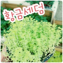 꽃나라엘리스 황금세덤-꽃말이 설레임 이라고 하네요~