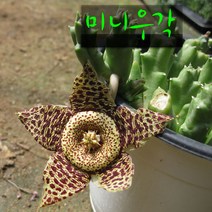 허브여울다육 미니우각 지름 9cm 소품화분, 3개