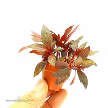 초보자도 키우기 쉬운 어항장식 포트수초 200종 모음, 188번)  미니포트 페르엔시스