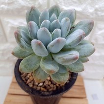 후레뉴 목대 중품 예쁜 다육 식물 랜덤1-150, 단품