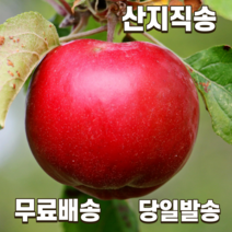 농부파파 산지직송 경북 고당도 달콤한 꿀사과 햇사과 부사 정품 선물용 제수용 최고급 5kg 10kg, (정품) 5kg 대 로얄(13-15과)