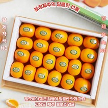 제주 불로초 감귤 로얄과 3kg 고당도 당도선별 매니아 유기농, 단품, 단품