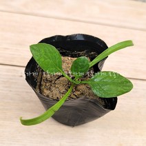 장미농원 겨울철 모종 채소 야채 식물 시금치모종