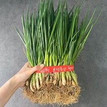 국내산 흙쪽파 쪽파 1단 양념채소, 1Box, 흙쪽파 1단 (1.2kg내외)