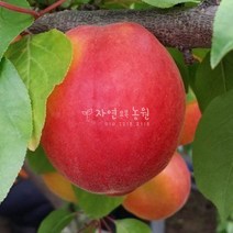 자연농원 샤이니 (플럼코트~자두+살구 퓨전과수 )묘목 최소구매 2개, 샤이니 중묘