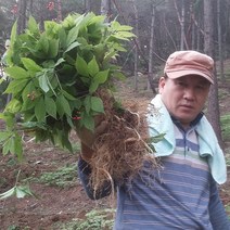 삼바이 산양산삼 7년근 선물세트 산삼 산양삼 장뇌삼 인삼 면역력 기력보강 설날 추석 설선물 설명절 추석선물 추석명절 명절선물, 5개
