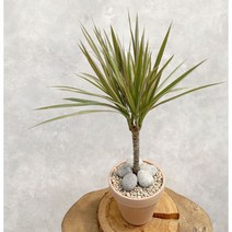 드라세나 마지나타 바이칼라 키우기 쉬운 멋스런 실내 화초 식물 카페 인테리어 공기정화, 드라세나마지나타, 기본플라스틱화분