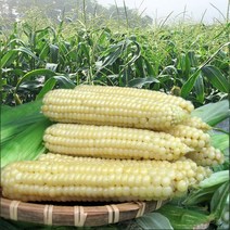 괴산 대학 찰 옥수수 삶은 냉동 대학찰 15개 (15cm이상), 상품 5팩 (15cm이상)_15개