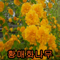 황매화키60cm개화주 3그루 나무 묘목 황매화나무