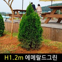 금산묘목나라 에메랄드그린 H1.2m 넓은폭 분다리 묘목 1주