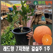 [뿌리원예] 레드향 귤나무 묘목 - 결실주