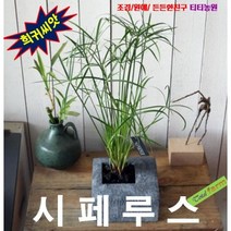 (희귀씨앗) 사초씨앗 시페루스 10립, 1개