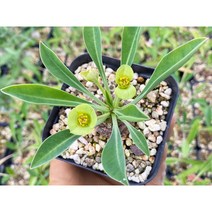 철갑환 - 소품 아프리카식물 선인장 다육 농장직영 국내실생 착한가격, 약 2.5cm