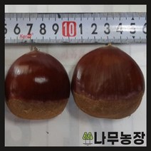 (나무농장) 밤나무 무장(왕밤나무) 접목1년 묘목