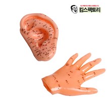 손경혈 귀경혈 모형 13cm 인체 모형 혈자리 침자리 한의원 한방 실습 사람모형, 옵션1. 귀경혈 13cm
