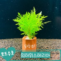 [물멍초] 키우기 쉬운 포트수초 워터위스테리아 한포트