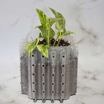 에어터널효과 트리웰화분 반투명 흰색 12cmx12cmx17cm 2.3L 사각 도깨비화분