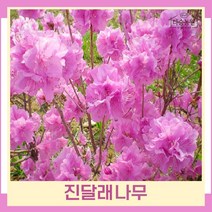 철쭉나무 묘목 진달래 키80cm 분털이 5개