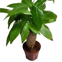 도도팜 1+1 아이비 식물 스킨답서스 행운목 개운죽 풍란 행운목 테이블야자 호야 산호수 율마 천냥금 오렌지자스민 수퍼바 산세베리아 금전수 스파트필럼 스투키 문샤인 남천 고무나무, 18.  외목대 파키라 1개