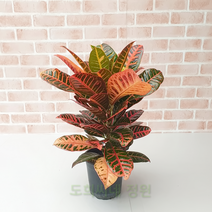 도희씨네 정원>> 꽃만큼 화려한 컬러크로톤 외목 140″ class=”wr-img”></a></div></div></div></div><div class=