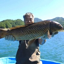 자연나라 가마솥 자연산 잉어곰 100ml x 60포, 60개